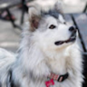 Meet your Posher, Penny